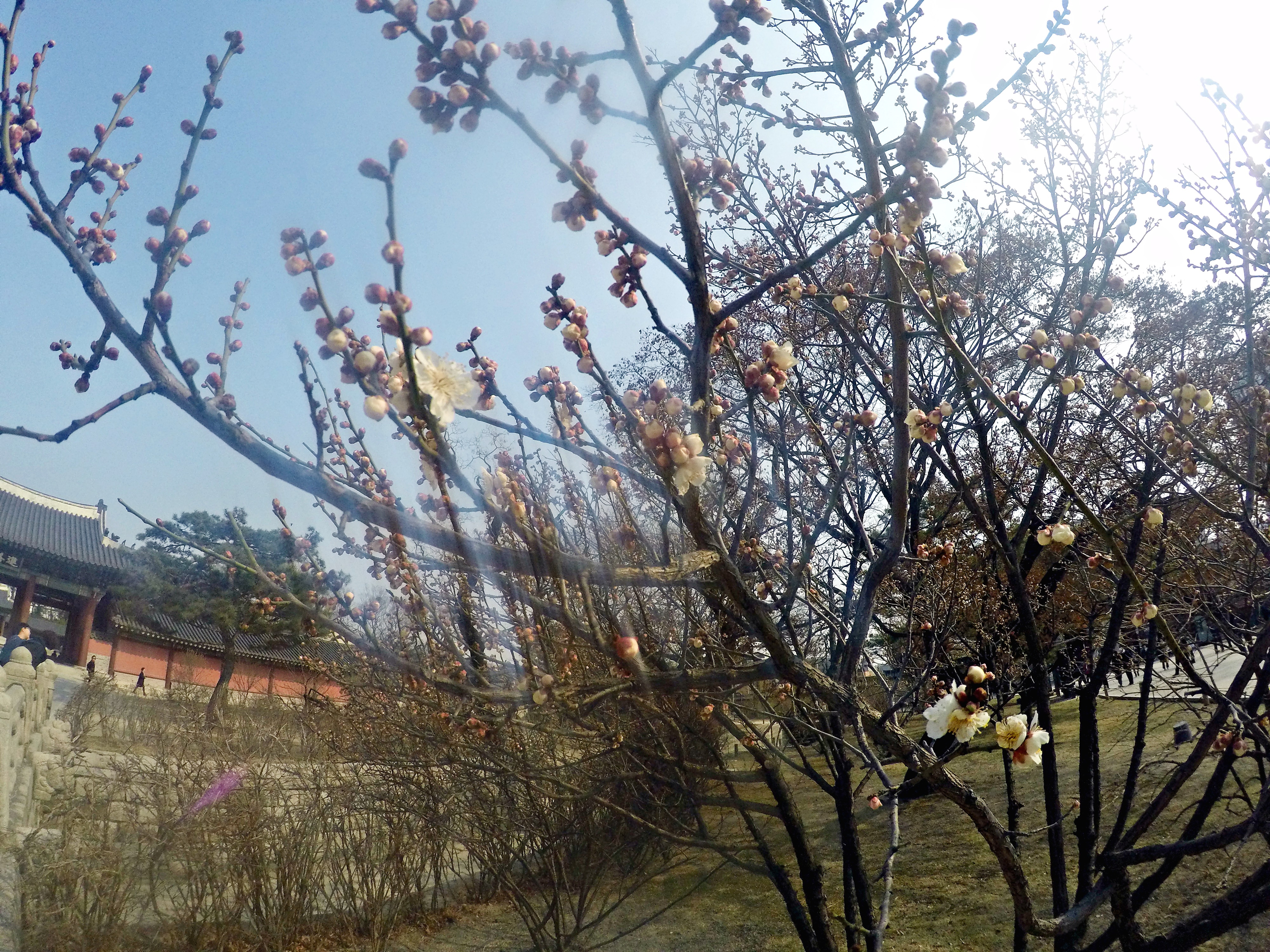 DCIM103GOPROGOPR1540.