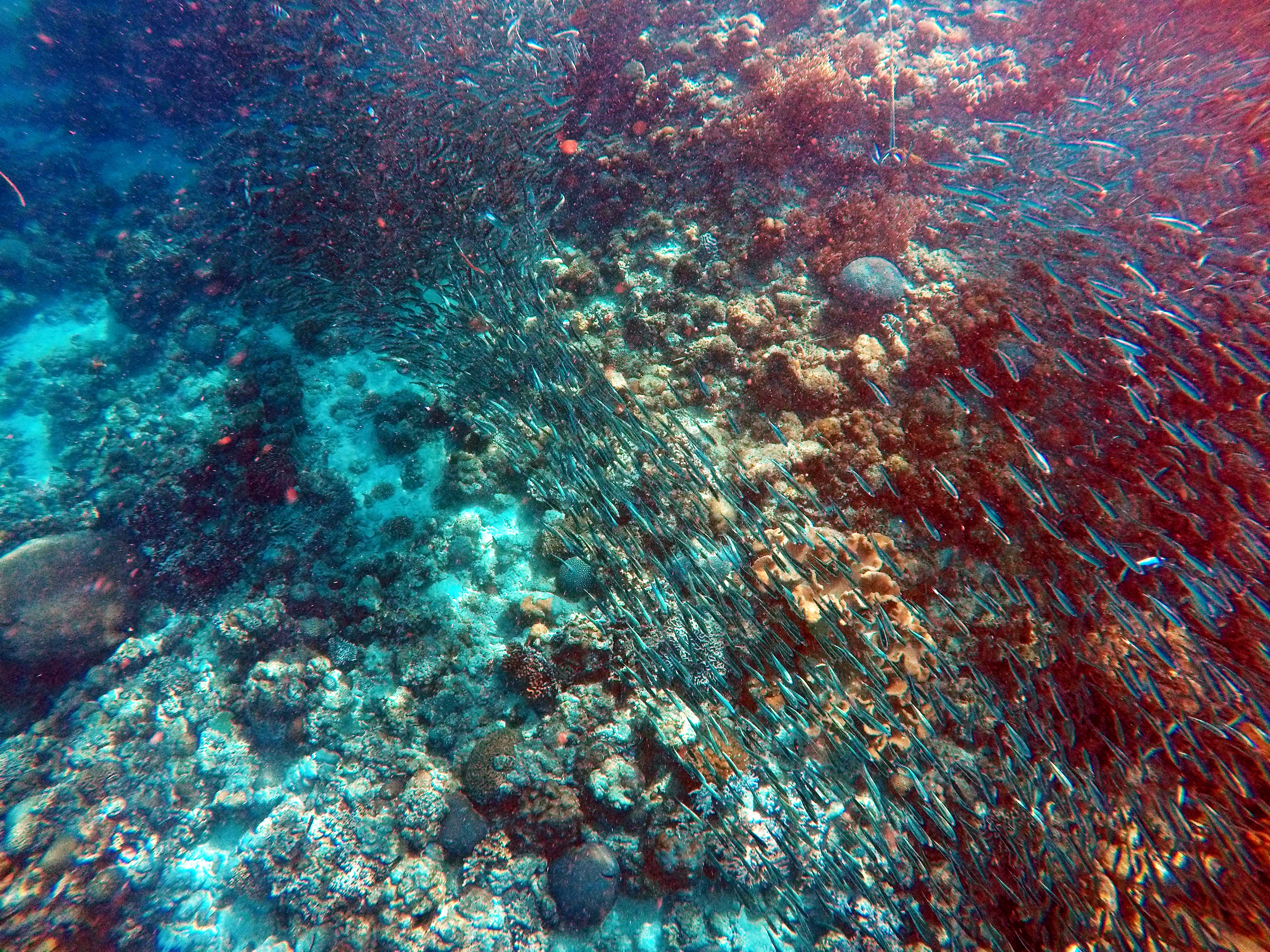 DCIM104GOPROGOPR4265.